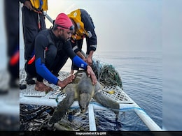 'Operation Olivia' Helps Protect 6.98 Lakh Olive Ridley Turtles In Odisha 'Operation Olivia' Helps Protect 6.98 Lakh Olive Ridley Turtles In Odisha