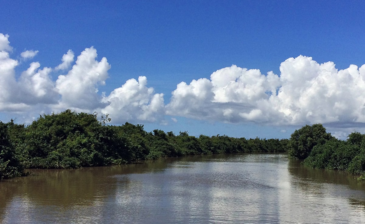 Bhitarkanika Mangroves in Odisha offer adventure like no other. Bhitarkanika Mangroves in Odisha offer adventure like no other.