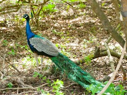 झाबुआ में 11 मोरों की मौतों के बाद वन विभाग में मचा हड़कंप, कारण जानने होगी जांच 