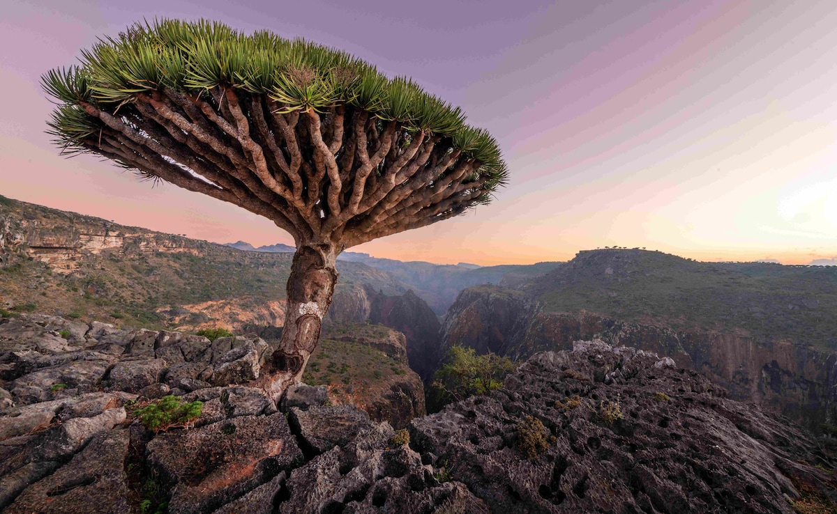 Ако идеята ви за бягство от мечта включва пластир Wi Fi