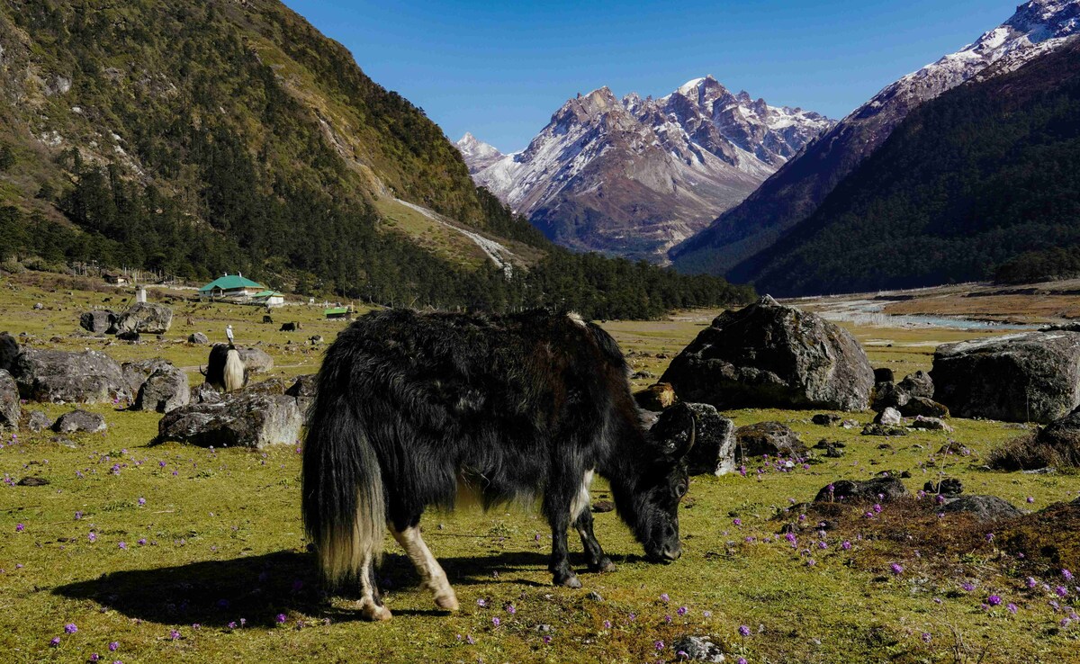 Yumthang Valley. Photo: Unsplash Yumthang Valley. Photo: Unsplash