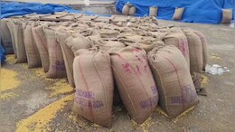 Krishi Mandi :&nbsp; मंडी में रखा गेहूं और धान चढ़ा तेज बारिश की भेंट,&nbsp;प्रशासन की कार्यशैली पर उठे सवाल