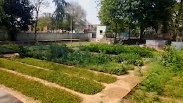 मिशन हरियालो राजस्थान के तहत वन विभाग की तैयारियां तेज, 14 लाख से अधिक पौधे नर्सरियों में तैयार