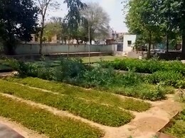 मिशन हरियालो राजस्थान के तहत वन विभाग की तैयारियां तेज, 14 लाख से अधिक पौधे नर्सरियों में तैयार