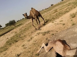 Rajasthan: पानी की आस में ऊंटनी के बच्चे की टांके में फंसकर मौत, रात भर शव के पास आंसू बहाती रही मां Rajasthan: पानी की आस में ऊंटनी के बच्चे की टांके में फंसकर मौत, रात भर शव के पास आंसू बहाती रही मां