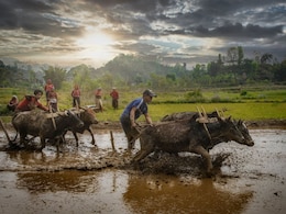 Monsoon 2025: MP के सीहोर में मानसून की एंट्री कब? मौसम विभाग ने दिया बड़ा अपडेट, किसानों को  बुवाई को लेकर दी सलाह