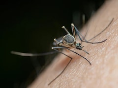 World Mosquito Day 2025: Diseases Beyond Malaria Indians Must Watch Out For
