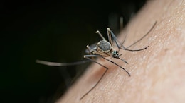 World Mosquito Day 2025: Diseases Beyond Malaria Indians Must Watch Out For