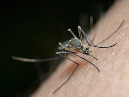 World Mosquito Day 2025: Diseases Beyond Malaria Indians Must Watch Out For World Mosquito Day 2025: Diseases Beyond Malaria Indians Must Watch Out For