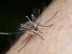 Vector-Borne Diseases During Monsoon: Preventive Measures You Must Follow