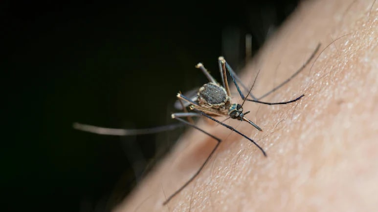 Vector-Borne Diseases During Monsoon: Preventive Measures You Must Follow