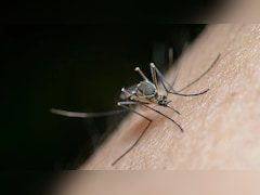 Record Surge In Mosquito-Borne Diseases In Europe, Says Health Agency
