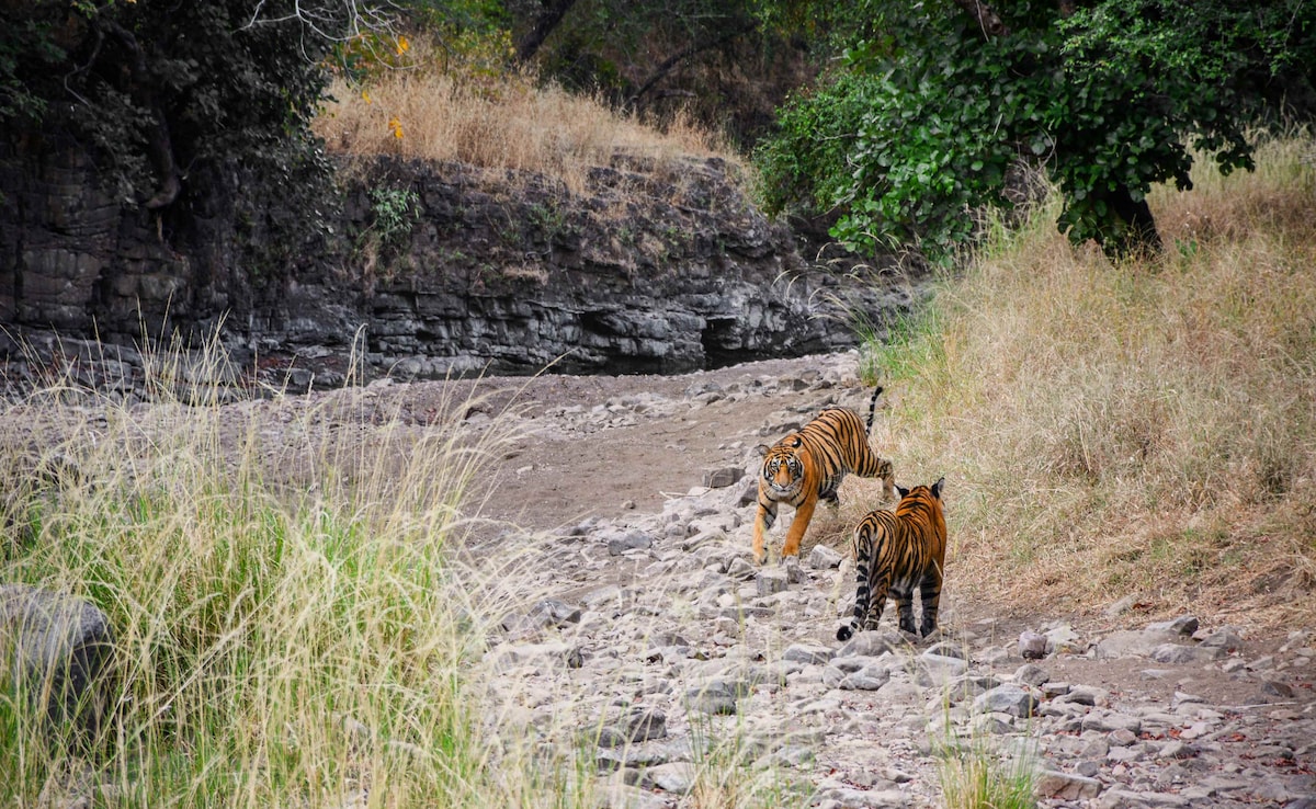 Why Ranthambore Tiger Reserve Is Such A Hit With Luxury Travellers And Hoteliers