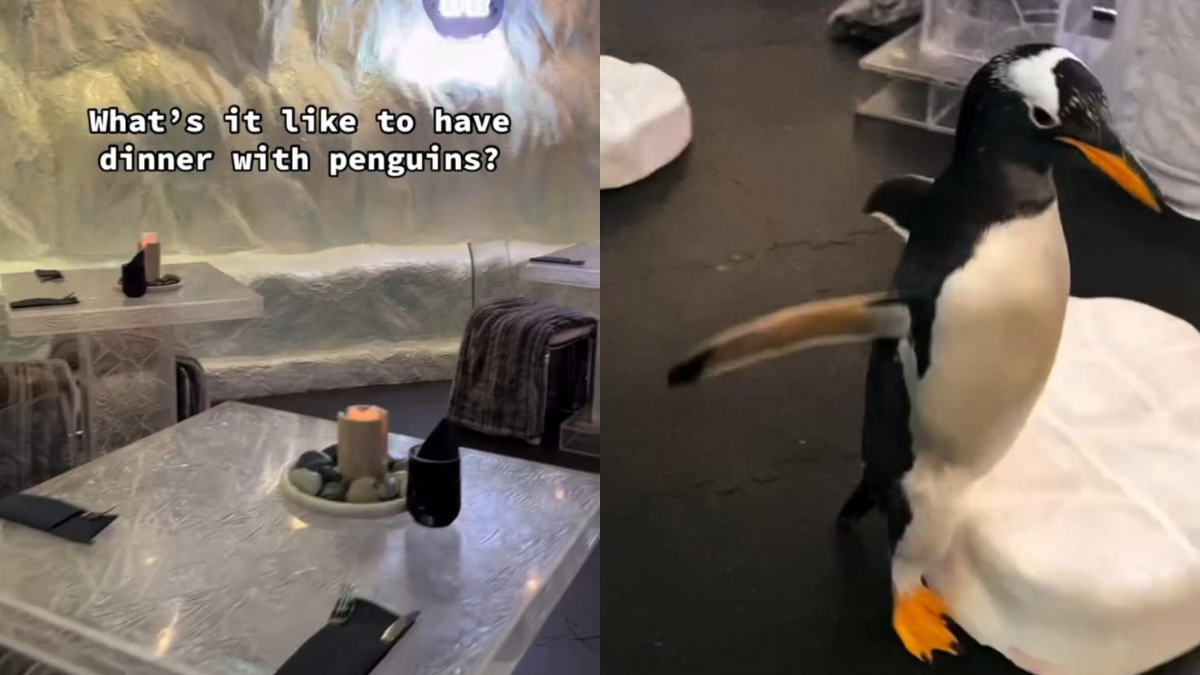 Viral Video Shows What It's Like To Dine With Penguins Roaming Around, Internet Loves It