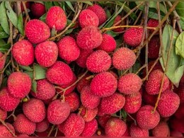 मुजफ्फरपुर की प्रसिद्ध शाही लीची पवन एक्सप्रेस ट्रेन से मुंबई के लिए हुआ रवाना