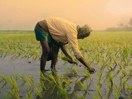 Crop Insurance : पीक विमा योजनेकडे शेतकऱ्यांची पाठ; काय आहे कारण? Crop Insurance : पीक विमा योजनेकडे शेतकऱ्यांची पाठ; काय आहे कारण?