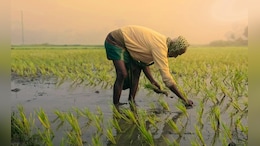 Rain News: विदर्भ,मराठवाडा, खानदेशात कमी पाऊस,पेरणीची घाई न करण्याचे आवाहन