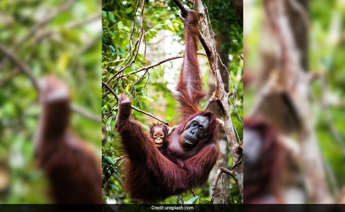 Англия В гъстите гори на Индонезия можете да чуете странни