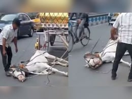 हीटस्ट्रोक की वजह से सड़क पर गिरा भूखा-प्यासा घोड़ा, होश में लाने के लिए मालिक ने जड़े थप्पड़, Video देख फूटा लोगों का गुस्सा हीटस्ट्रोक की वजह से सड़क पर गिरा भूखा-प्यासा घोड़ा, होश में लाने के लिए मालिक ने जड़े थप्पड़, Video देख फूटा लोगों का गुस्सा