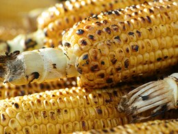 5 Easy Tips To Roast Bhutta (Corn On The Cob) Without Burning It