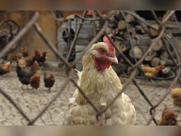 Rajasthan: अलवर में बंदूक की नोक पर मुर्गी फार्म पर लूट, चार गाड़ियों में करीब 100 क्विंटल मुर्गियां लूट ले गए बदमाश  Rajasthan: अलवर में बंदूक की नोक पर मुर्गी फार्म पर लूट, चार गाड़ियों में करीब 100 क्विंटल मुर्गियां लूट ले गए बदमाश