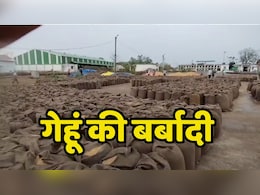 MP Wheat: टीकमगढ़ जिले में बारिश से 26 हजार क्यिंटल गेहूं भीगा, जिम्मेदारों पर एक्शन कब