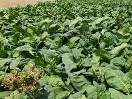 Rajasthan: भरतपुर में 30 साल बाद फिर क्यों शुरू हुई तंबाकू की खेती? किसानों ने बताई पूरी बात 