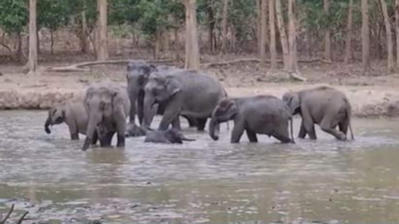 Kenya elephant deaths investigation