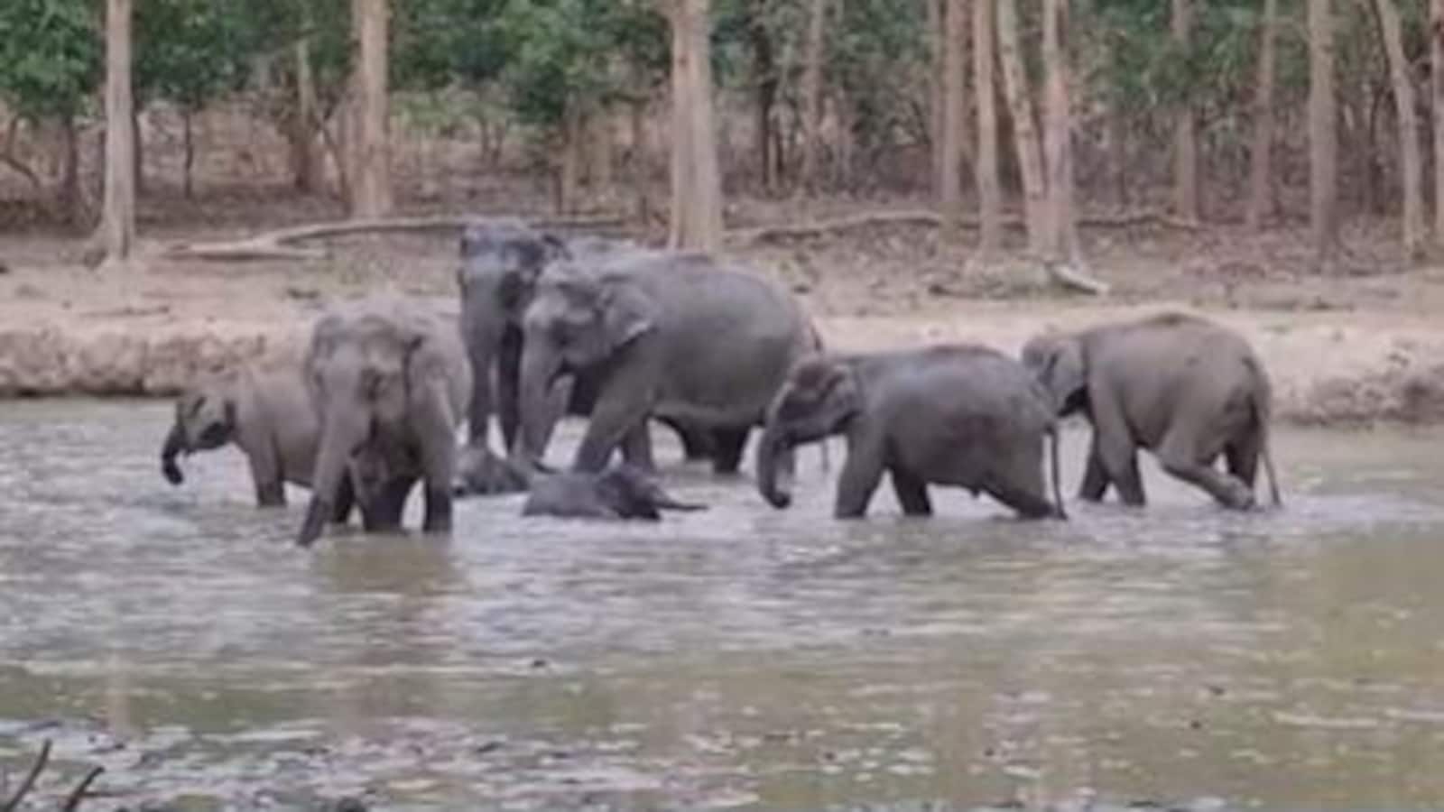 Deaths Of 15 Elephants In Kenya's National Park Spark Investigation