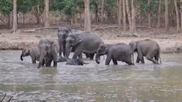 Deaths Of 15 Elephants In Kenya's National Park Spark Investigation