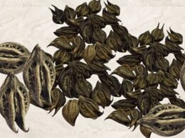 Nettle Benefits: बरसात में उगने वाला रहस्यमय पौधा 'काला बिछुआ', औषधीय गुणों से है भरपूर, जानें इसके फायदे