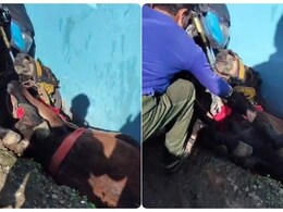केदार तुंगनाथ यात्रा के दौरान खच्चर से मारपीट, बेसुध होकर जमीन पर गिरा, लगी चोट केदार तुंगनाथ यात्रा के दौरान खच्चर से मारपीट, बेसुध होकर जमीन पर गिरा, लगी चोट