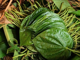 Betel leaf: स्वास्थ्य के लिए फायदेमंद है पान, लेकिन क्यों नहीं खाना चाहिए बासी? जानें इसके फायदे और नुकसान