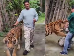 बाघ के साथ खुशी-खुशी सेल्फी ले रहा था शख्स, अचानक झपट पड़ा टाइगर, फिर जो हुआ, Video देख कांप जाएगी रूह बाघ के साथ खुशी-खुशी सेल्फी ले रहा था शख्स, अचानक झपट पड़ा टाइगर, फिर जो हुआ, Video देख कांप जाएगी रूह