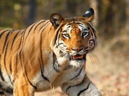 Melghat Jungle Safari : मेळघाट जंगल सफारीचा प्लान करताय? आधी ही बातमी वाचा!