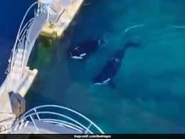 Killer Whales Trapped In Abandoned French Marine Park 4 Months After Closure Killer Whales Trapped In Abandoned French Marine Park 4 Months After Closure