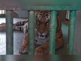 Rajasthan: वन्यजीवों को गर्मी से बचाने के लिए खास इंतजाम, शेर-बाघ पर पानी की बौछार; भालू को सत्तू, दरियाई घोड़ों को दे रहे तरबूज Rajasthan: वन्यजीवों को गर्मी से बचाने के लिए खास इंतजाम, शेर-बाघ पर पानी की बौछार; भालू को सत्तू, दरियाई घोड़ों को दे रहे तरबूज