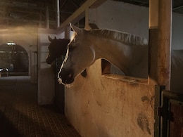 Nagpur Man Arrested For Sexually Assaulting A Horse At Riding Academy Nagpur Man Arrested For Sexually Assaulting A Horse At Riding Academy