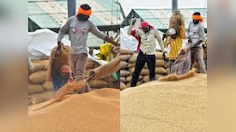 Yellow Gold : गेहूं पर मंडरा रहा बड़ा खतरा! मध्य प्रदेश में मौसम की मार से बढ़ी&nbsp;अन्नदाताओं की चिंता