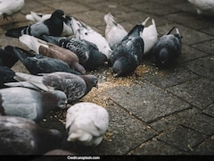 'Find Balanced, Humane Solution': Minister To Mumbai Civic Body On Pigeon Feeding Ban