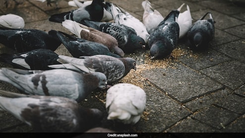 'Find Balanced, Humane Solution': Minister To Mumbai Civic Body On Pigeon Feeding Ban
