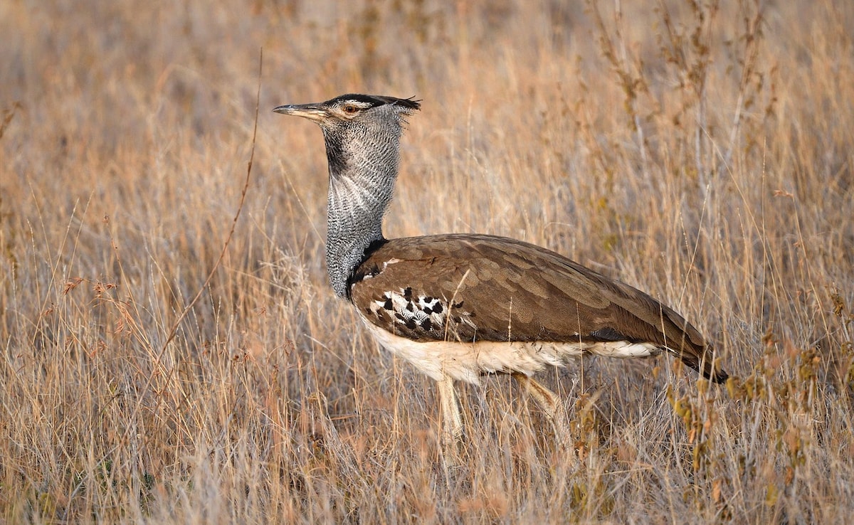 Photo: Pixabay Photo: Pixabay