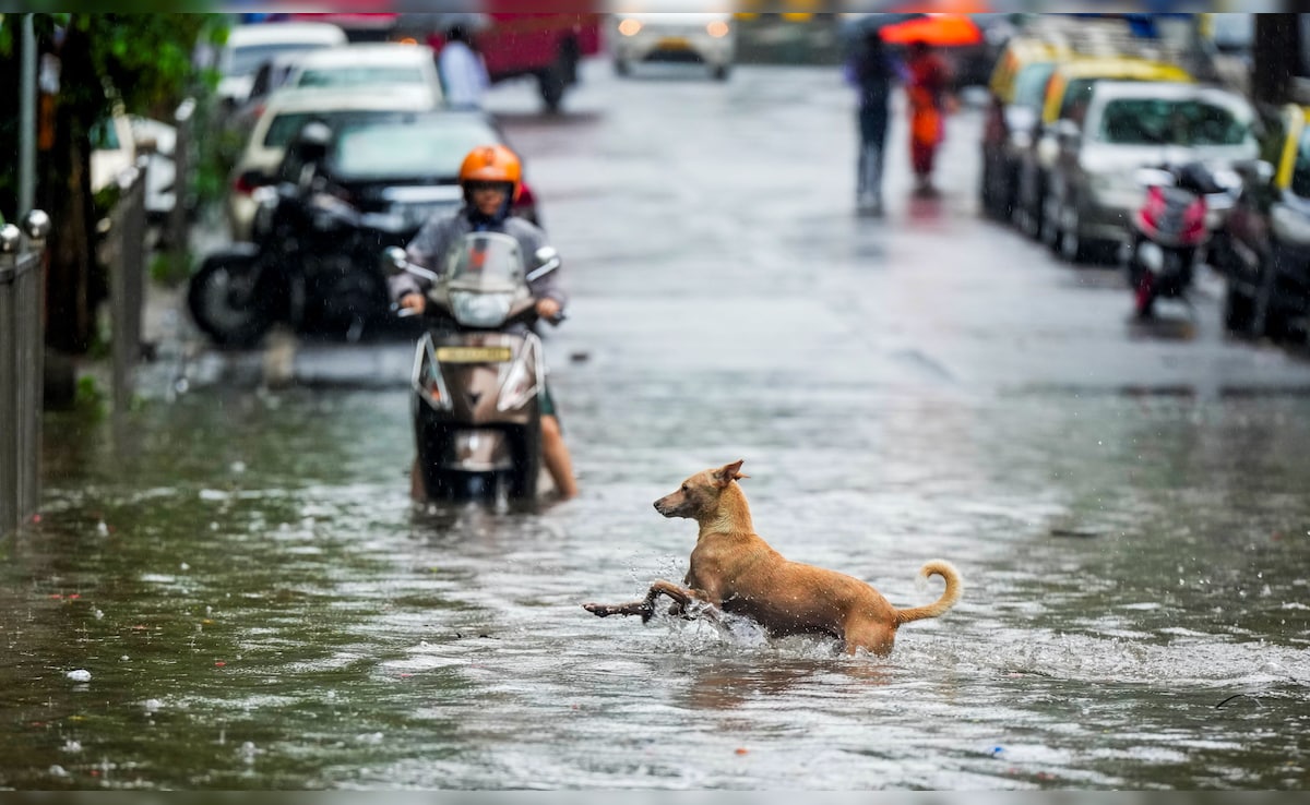 A few hours of incessant rain also caused waterlogging in several low-lying areas of the city. A few hours of incessant rain also caused waterlogging in several low-lying areas of the city.