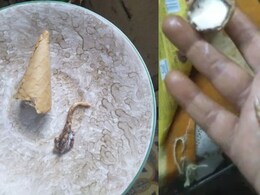 Gujarat Woman Finds Lizard Tail In Ice Cream, Shop Sealed, Fined Rs 50,000