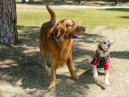 This AI Tool May Help Translate Your Dog's Barks Into Human Language This AI Tool May Help Translate Your Dog's Barks Into Human Language