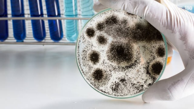Can Aspergillus Fungus Cause The Next Deadliest Outbreak? All You Need To Know