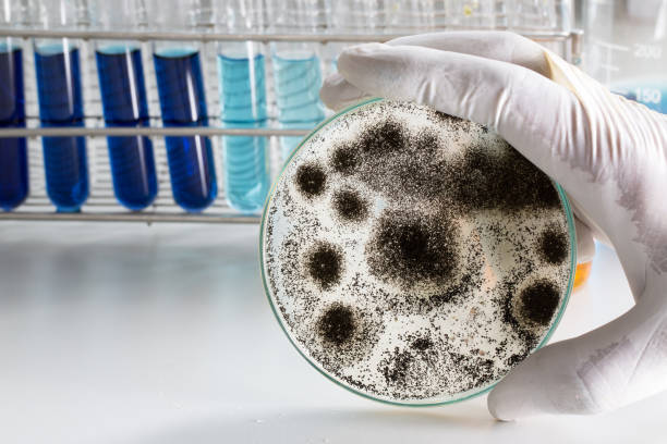 Can Aspergillus Fungus Cause The Next Deadliest Outbreak? All You Need To Know