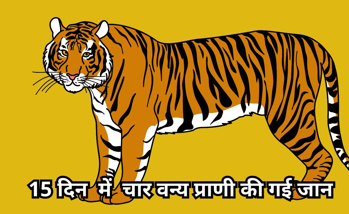 Tigress Death: पन्ना टाइगर रिजर्व में बाघिन की मौत से मचा हड़कंप, 15 दिन में 4 वन्य प्राणी तोड़ चुके हैं दम
