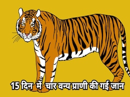 Tigress Death: पन्ना टाइगर रिजर्व में बाघिन की मौत से मचा हड़कंप, 15 दिन में 4 वन्य प्राणी तोड़ चुके हैं दम Tigress Death: पन्ना टाइगर रिजर्व में बाघिन की मौत से मचा हड़कंप, 15 दिन में 4 वन्य प्राणी तोड़ चुके हैं दम