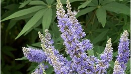 Nirgundi Medicinal Uses: साइटिका हो या स्लिप डिस्क, हर दर्द की दवा है छोटी सी बूटी निर्गुंडी